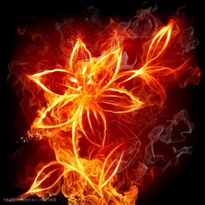 火焰-盛开的花卉火焰特写