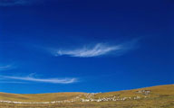 蓝天白云下的羊群