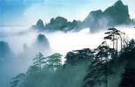 云雾缠绕的青松翠竹