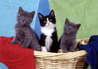 宠物猫（三只猫在篮子里）
