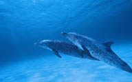 海豚在加速游泳
