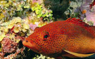 红色热带鱼