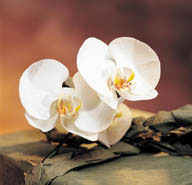 两朵白色花朵图片素材