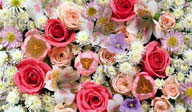 粉红和白色玫瑰花