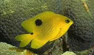 斑点黄金鱼