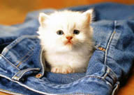 牛仔裤口袋里的小白猫