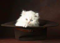 礼帽里的白色波斯猫