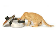 低头在锅子里的猫