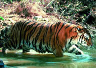老虎淌水