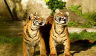 正面站着的二只老虎