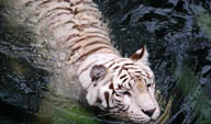 在水中游泳的白老虎