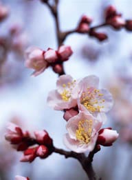 四季花木-美丽的粉色梅花