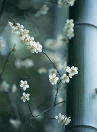 四季花木-竹子旁美丽的梅花