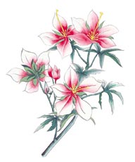 中国国画之花类植物-盛开的百合花