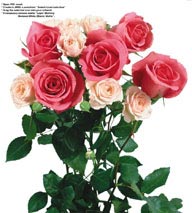 玫瑰花束-红色与粉色玫瑰花