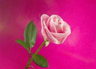 花束物语-斜放的粉色玫瑰