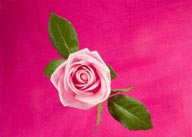 花束物语-一朵漂亮的粉色玫瑰
