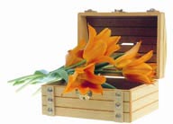花饰小品-打开木盒中的百合花