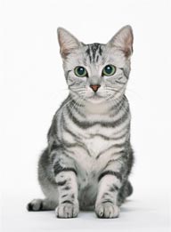 可爱猫咪-严肃的小猫咪、专注的英国短毛猫