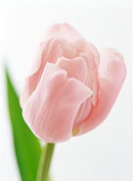 花的彩绘-粉色的郁金香