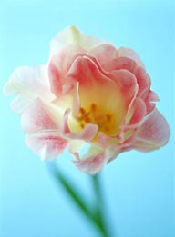 花的彩绘-漂亮的郁金香花朵