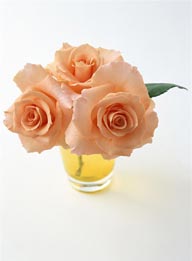 花的彩绘-粉色的玫瑰花