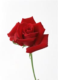 花的彩绘-一支漂亮的玫瑰
