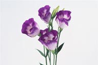 花卉特写-漂亮的紫色花束