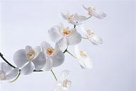 花卉特写-一串白色花朵