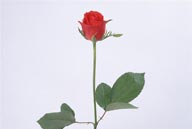 花卉特写-一朵漂亮的红色玫瑰