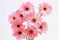 花卉特写-一束粉色的太阳花