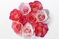 花卉造型-粉色的玫瑰