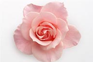 花卉造型-粉色玫瑰花