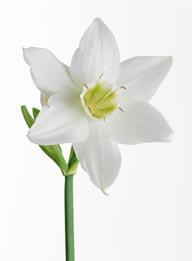 花卉造型-洁白的百合花