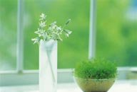 绿芽生命-百合花与嫩苗