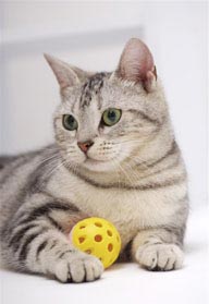 可爱猫咪-抱着球的猫