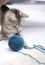 可爱猫咪-玩毛线球的猫