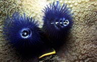 艳丽的珊瑚-蓝色珊瑚触须