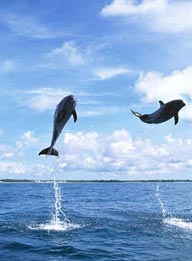蓝天白云下跃出海面的两只海豚