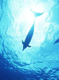 从海底拍摄的在海面上游动的海豚