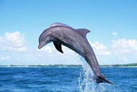 从水中跳跃出来的两只海豚