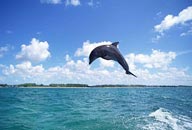 蓝天白云下从水中跃出的一只海豚