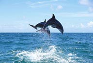 跳出水面后跳进大海里的两只海豚
