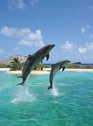 小岛边的海洋里跃出海面的三只海豚