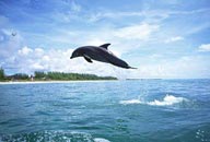 蓝天白云下小岛边海洋海面上跃出的一只可爱海豚