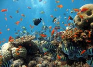 海底的五彩缤纷的鱼和礁石、珊瑚群