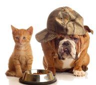 戴帽子的狗和小猫