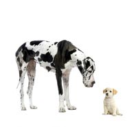 一只大斑点狗和一只小狗