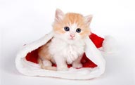 蹲在圣诞帽里的小猫