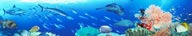 蓝色海洋海底世界热带鱼珊瑚